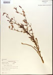 000013661-thumbnail.jpg