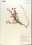 000013662-thumbnail.jpg