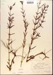 000013667-thumbnail.jpg