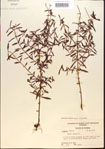 000013672-thumbnail.jpg