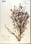 000013676-thumbnail.jpg