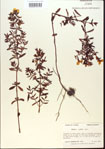 000013679-thumbnail.jpg