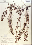 000013686-thumbnail.jpg