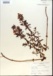 000013689-thumbnail.jpg