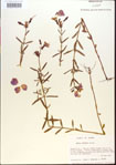 000013691-thumbnail.jpg