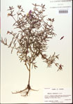 000013692-thumbnail.jpg