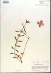 000013695-thumbnail.jpg