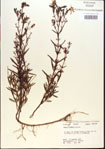 000013698-thumbnail.jpg