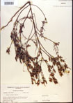 000013705-thumbnail.jpg