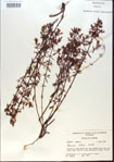 000013722-thumbnail.jpg