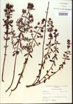 000013726-thumbnail.jpg