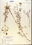 000013731-thumbnail.jpg