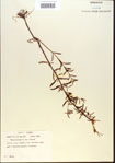 000013732-thumbnail.jpg