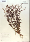 000013741-thumbnail.jpg