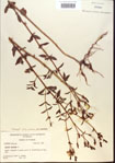 000013768-thumbnail.jpg