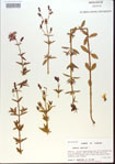 000013770-thumbnail.jpg