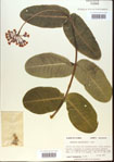 000013771-thumbnail.jpg