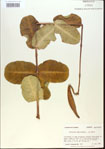 000013772-thumbnail.jpg