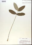000013773-thumbnail.jpg