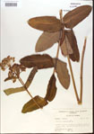 000013774-thumbnail.jpg