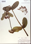 000013775-thumbnail.jpg