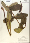000013776-thumbnail.jpg
