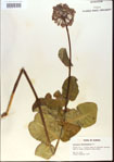 000013777-thumbnail.jpg