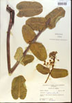000013778-thumbnail.jpg