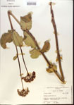 000013779-thumbnail.jpg