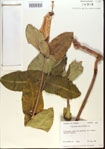 000013780-thumbnail.jpg