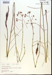 Asclepias