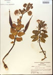 000013852-thumbnail.jpg