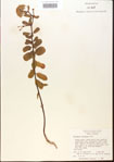 000013857-thumbnail.jpg