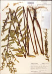 000013871-thumbnail.jpg