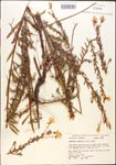 000013873-thumbnail.jpg