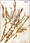 Oenothera