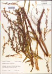 000013885-thumbnail.jpg