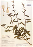 000013905-thumbnail.jpg