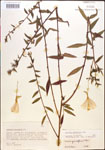 000013907-thumbnail.jpg