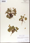 000013981-thumbnail.jpg