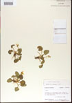 000013982-thumbnail.jpg