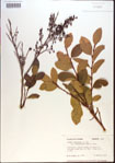 Lyonia