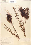 000014296-thumbnail.jpg