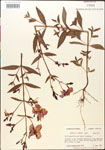 000014313-thumbnail.jpg