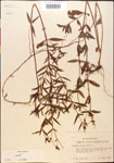 000014323-thumbnail.jpg