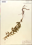 000014331-thumbnail.jpg
