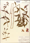 000014334-thumbnail.jpg