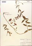 000014335-thumbnail.jpg