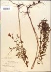 Rhexia