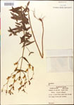 000014339-thumbnail.jpg